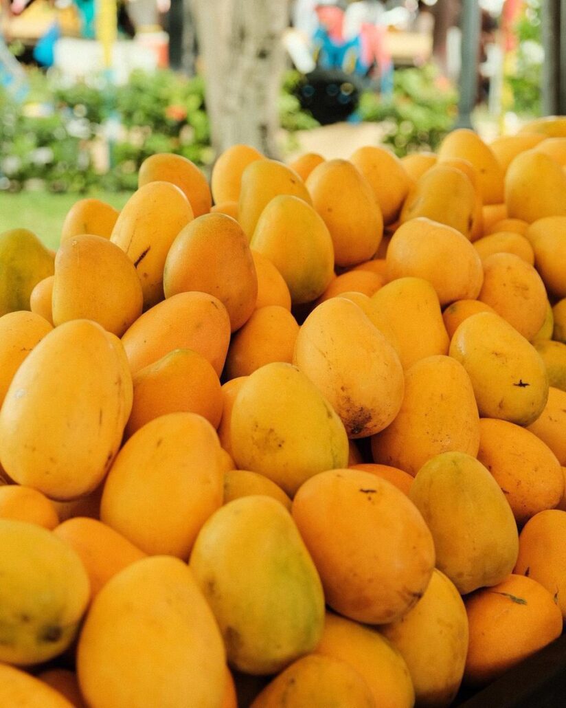 República Dominicana proyecta exportaciones de mangos por 50 millones de dólares en 2024