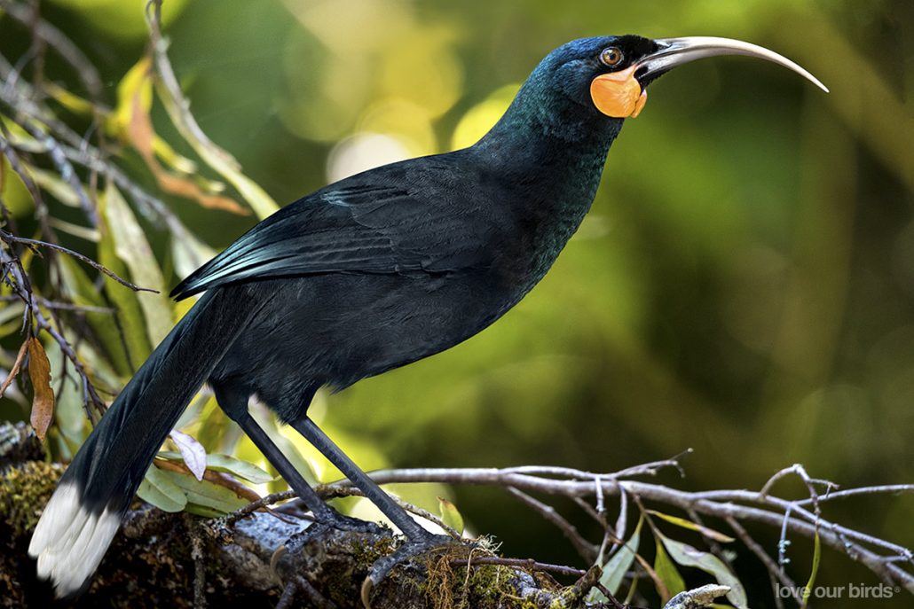 Pagan más de 28.000 dólares por una pluma de un ave extinta, la más cara del mundo