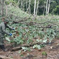 Arrestan a 280 haitianos y 7 documentados en el Parque Nacional Los Haitises - Noticias de hoy en República Dominicana | De Último Minuto