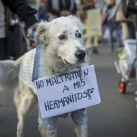 ‘No al maltrato animal’, el clamor de una marcha de perros y humanos en Bolivia - Noticias de hoy en República Dominicana | De Último Minuto
