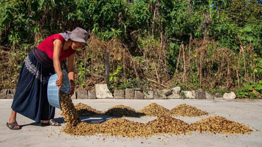 Sequía pone en riesgo al 90 % de los cultivos de café en la frontera sur de México