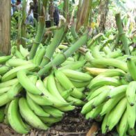 Inespre venderá a cinco pesos plátanos derribados por ventarrón en el Cibao - Noticias de hoy en República Dominicana | De Último Minuto