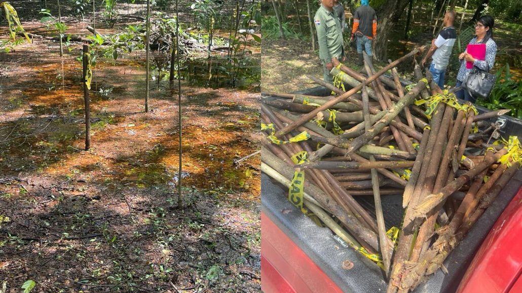 Medio Ambiente investiga desmonte de árboles realizado por la alcaldía de SFM en el Paisaje Ecológico Riberas del Jaya