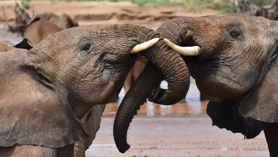 Descubren una peculiaridad en los elefantes que los asemeja a los humanos