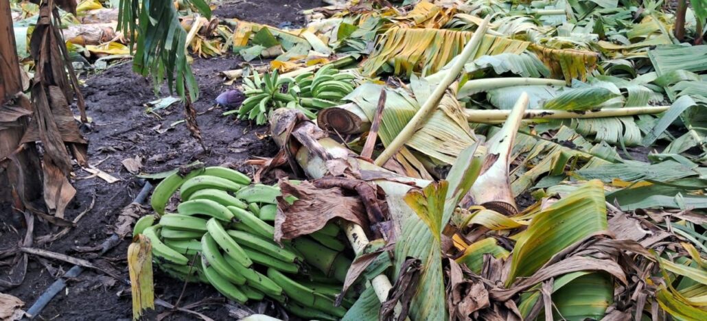 Agricultura auxilia productores de plátanos afectados por los fenómenos atmosféricos de los últimos días