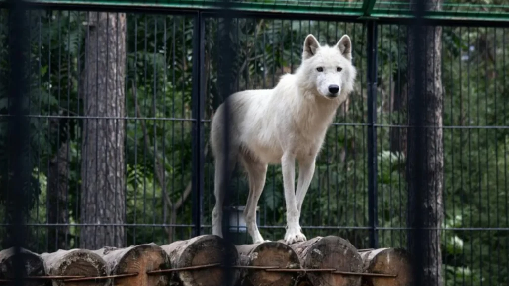 Mujer resultó gravemente herida tras ser atacada por lobos en el zoológico francés