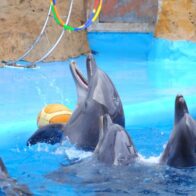 4 de julio: Día Mundial de los Delfines en Cautiverio - Noticias de hoy en República Dominicana | De Último Minuto
