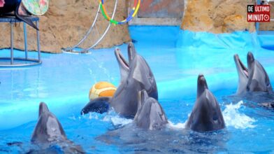 4 de julio: Día Mundial de los Delfines en Cautiverio - Noticias de hoy en República Dominicana | De Último Minuto