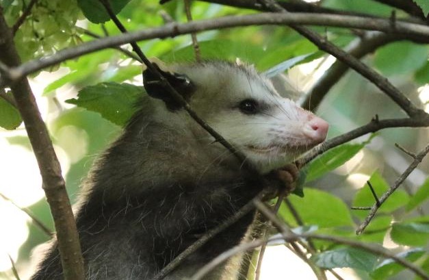 El virus responsable de la covid-19 está muy extendido en la vida silvestre