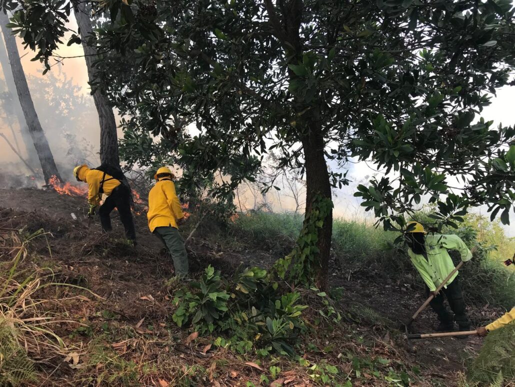 Bomberos de Medio Ambiente combaten incendio forestal en la Cienaguita
