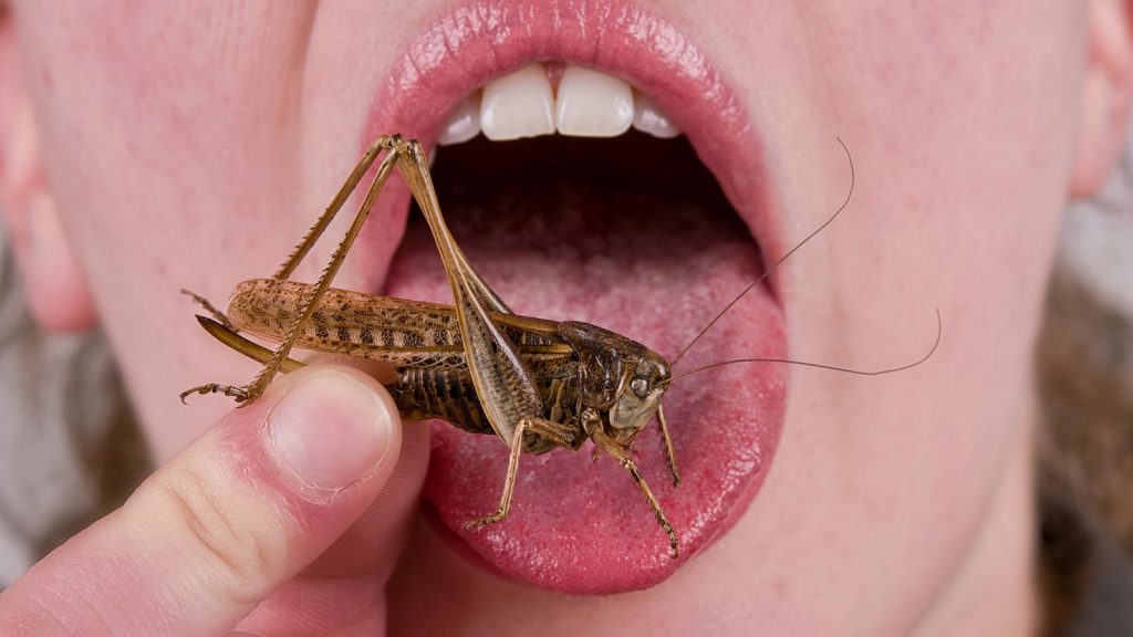 ¡A comer bichos! Singapur aprueba el consumo humano de 16 especies de insectos