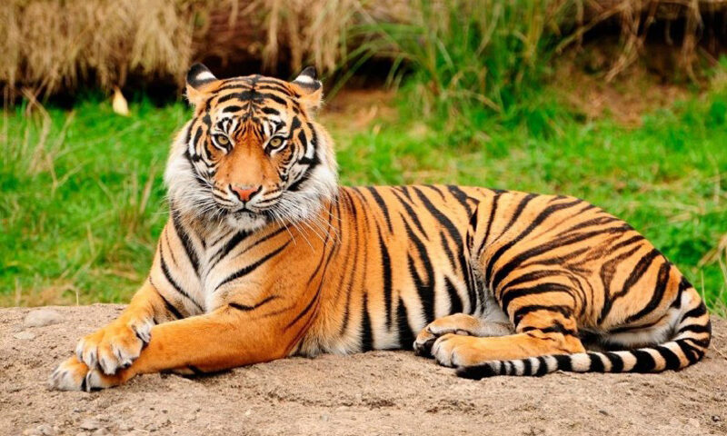 Día Internacional del Tigre, una especie en peligro de extinción