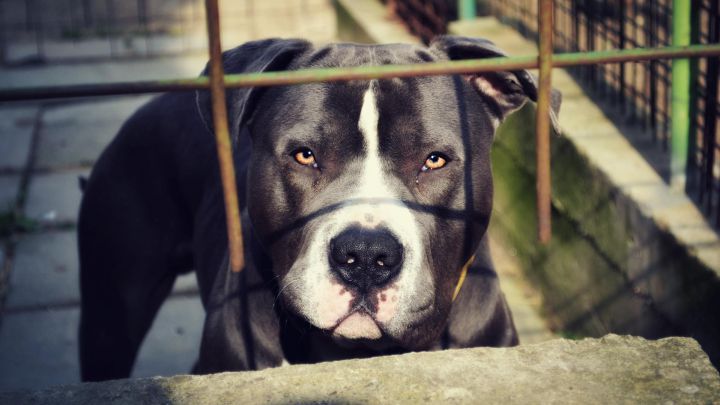 Dos perros pitbull matan bebé de tres meses