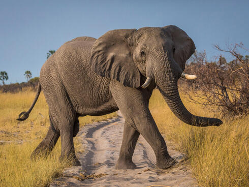 Día Mundial del Elefante: dos amenazas ponen en peligro de extinción a las tres especies