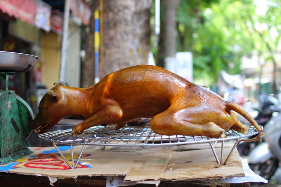 Productores de carne de perro surcoreanos protestan contra la ley que prohíbe su venta