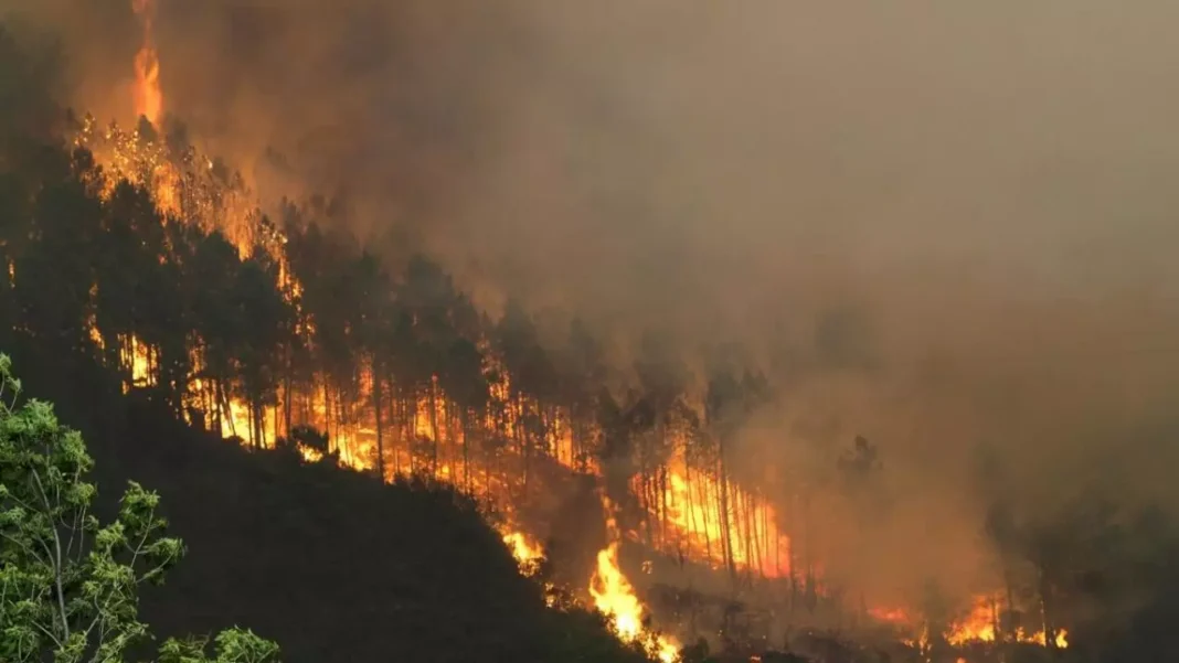 Sofocan el peor incendio forestal del verano en España, tras quemar 2.500 hectáreas