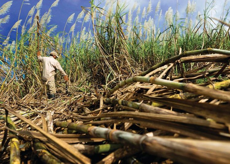 Brasil prevé una caída del 3.3% en su cosecha de caña de azúcar