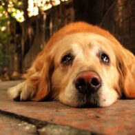 ¡Firulais, hoy es tu día! 28 de mayo: Día Mundial del Perro sin Raza