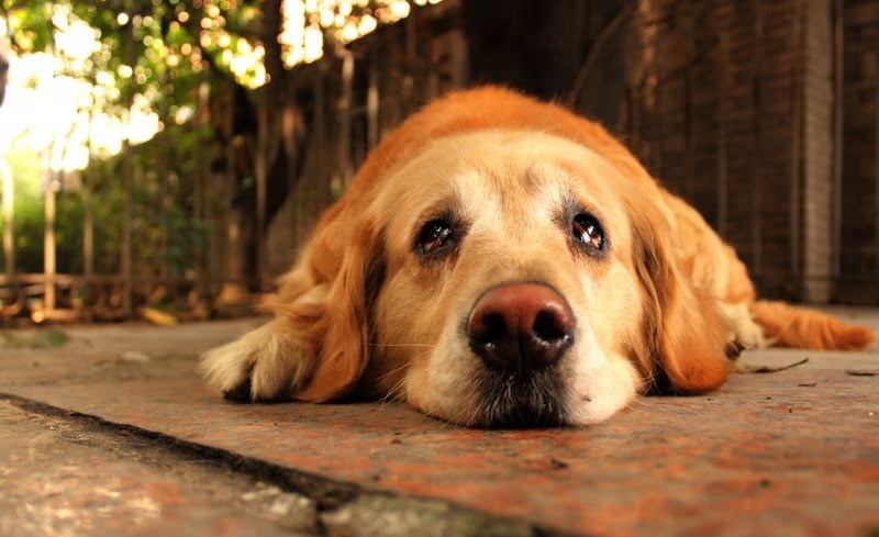 Entérate aquí por qué los perros lloran durante la noche y si están solos en casa