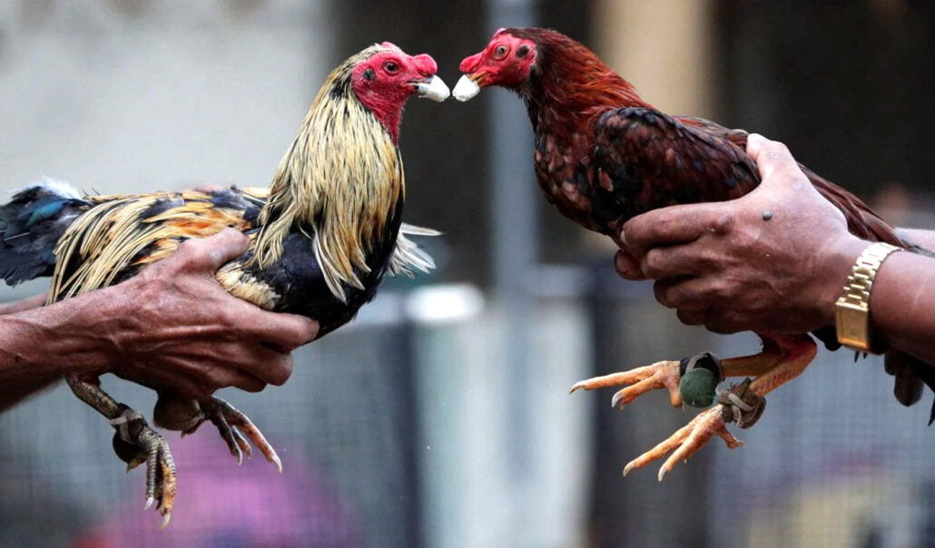 Acusan de crueldad animal a dominicanos y boricuas