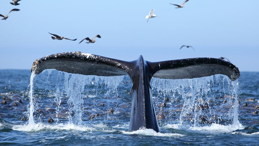 Medio Ambiente espera superar los 61 mil visitantes en próxima temporada de ballenas jorobadas