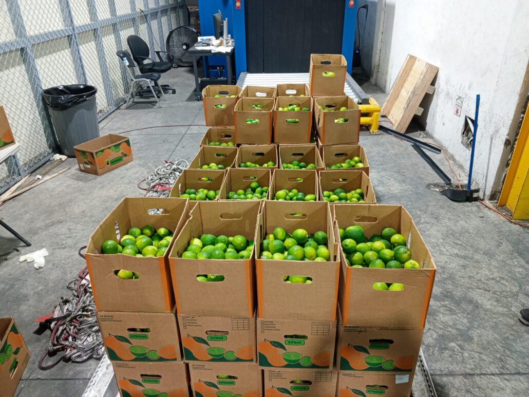 Nueva modalidad: Intervienen carga con 162 limones de cerámica rellenos de cocaína