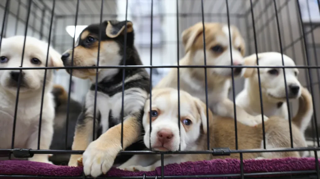 Entra en vigencia nueva ley que prohíbe compras y ventas de perros