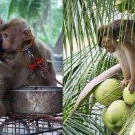 PETA denuncia los abusos a crías de mono utilizadas en recolección de cocos en Tailandia