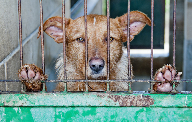 Día Internacional de los Derechos de los Animales: respeto y protección