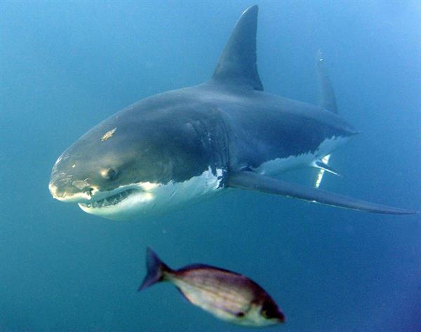 Fallece un hombre debido al ataque de un tiburón en el noreste de Australia