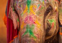 Al menos 23 heridos por el ataque de un elefante durante un festival en el sur de la India