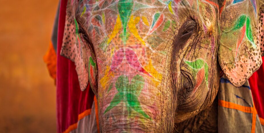 Al menos 23 heridos por el ataque de un elefante durante un festival en el sur de la India