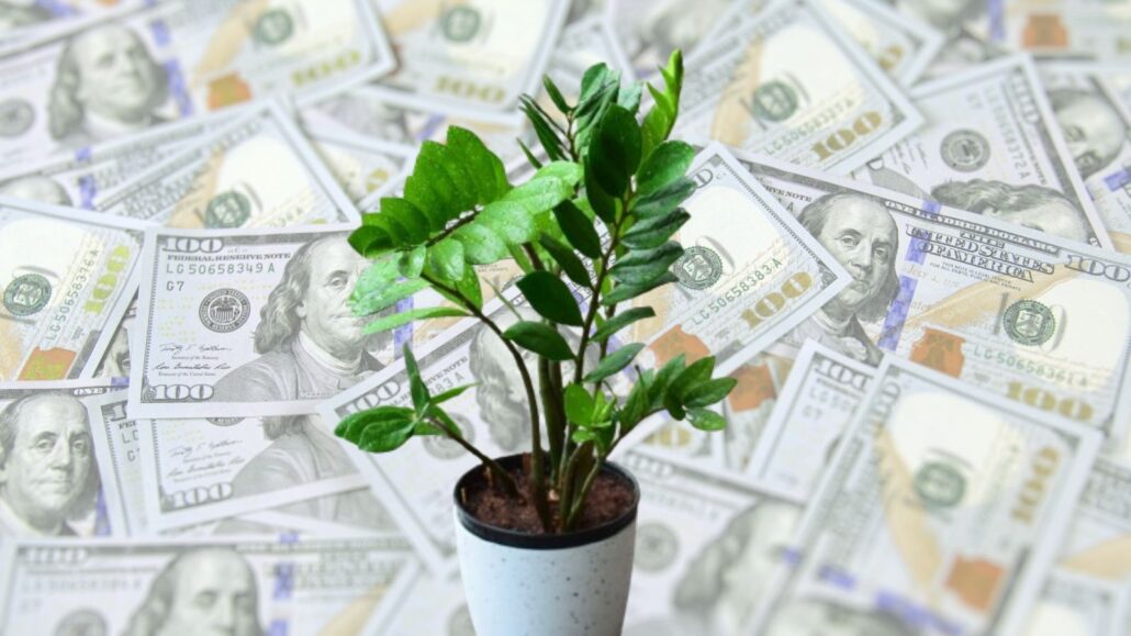 ¡La planta del dinero! Qué significado tiene y cómo cuidarla para que “no falte la abundancia”