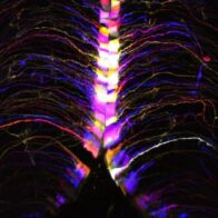 Descubren el 'punto caliente' del cerebro donde se produce el envejecimiento
