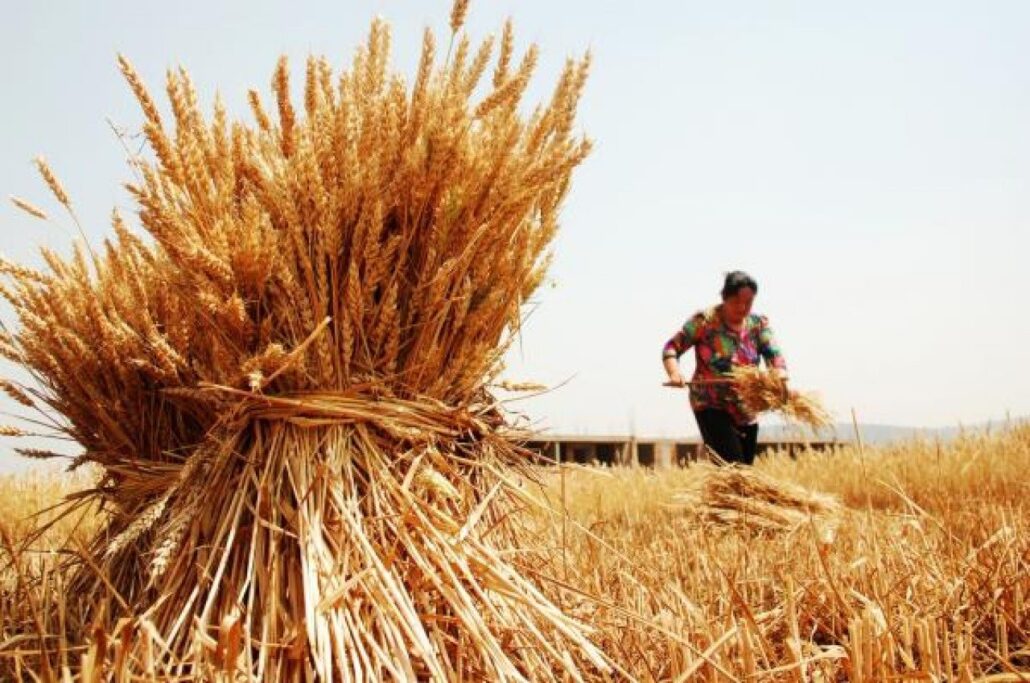 Gobierno de Bolivia amplía importación libre de trigo para garantizar la producción de pan