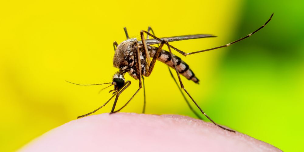 Dengue