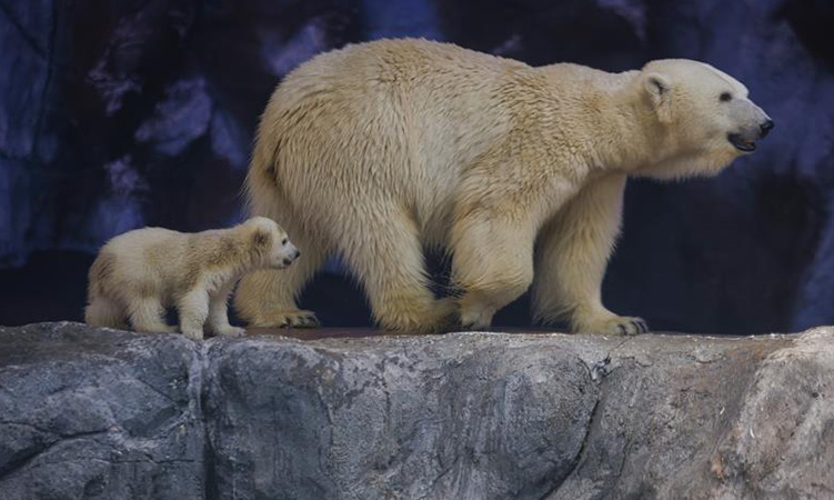 Nur, la primera osezna polar nacida en Latinoamérica, da sus primeros pasos en Brasil