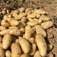 Agricultura descarta presencia de plaga de papas en finca de Constanza