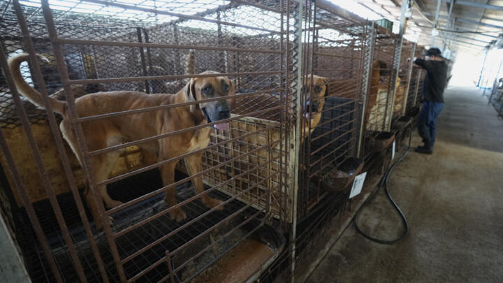 El 40 % de las granjas de carne de perro han cerrado tras ley para prohibir su consumo