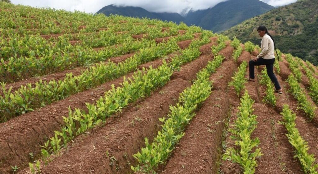 El aumento de cultivos de hojas de coca en áreas protegidas bolivianas preocupa a la UE | De Último Minuto