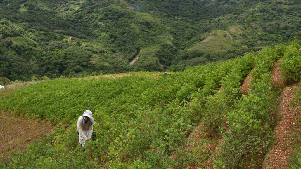 El aumento de cultivos de hojas de coca en áreas protegidas bolivianas preocupa a la UE