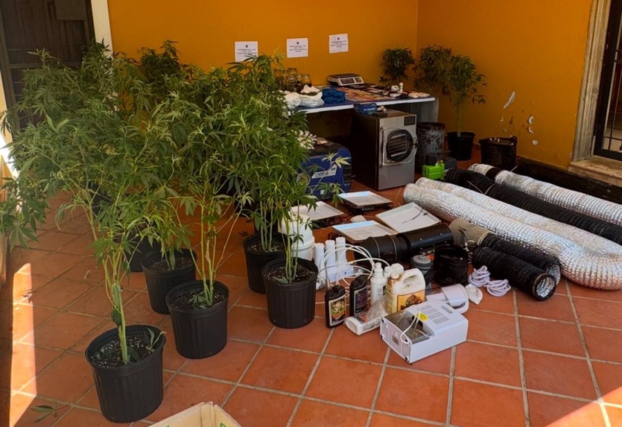 DNCD desmantela vivero de marihuana en una casa en La Vega