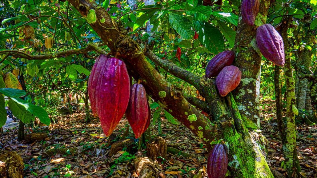 Cacao.