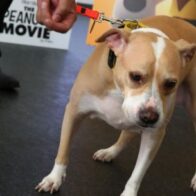 Un perro dispara por accidente contra su dueño en EEUU - Noticias de hoy en República Dominicana | De Último Minuto