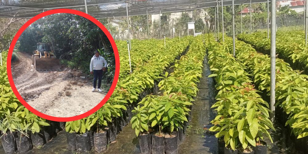 UTEPDA despeja caminos y siembra miles de tareas de café, aguacate y árboles