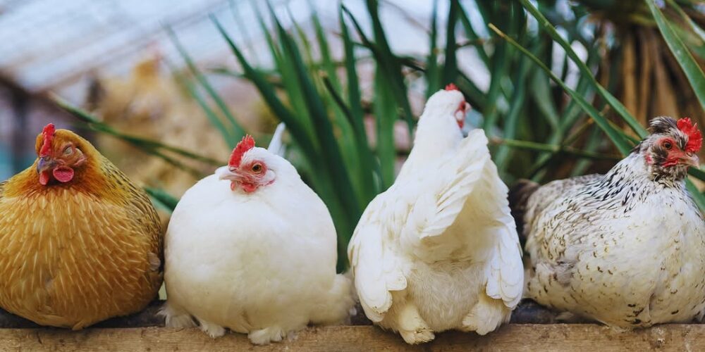 Alquilar una gallina, una moda en auge en EEUU ante los cambios en el precio de los huevos
