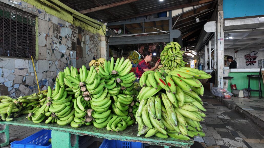 El plátano seguirá subiendo de precio, advierten comerciantes