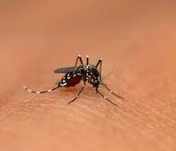 Baja incidencia de dengue y malaria en el país - Noticias de hoy en República Dominicana | De Último Minuto
