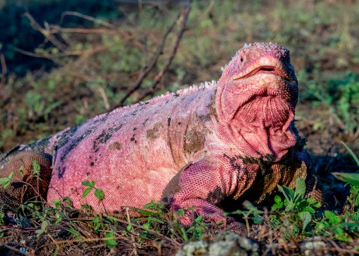 Recaban nuevos datos en Islas Galápagos para conservar la iguana rosada