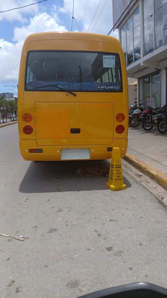 Aclaran uso de vehículos pintados de amarillo en Samaná: no pertenecen al Ministerio de Educación - Noticias de hoy en República Dominicana | De Último Minuto